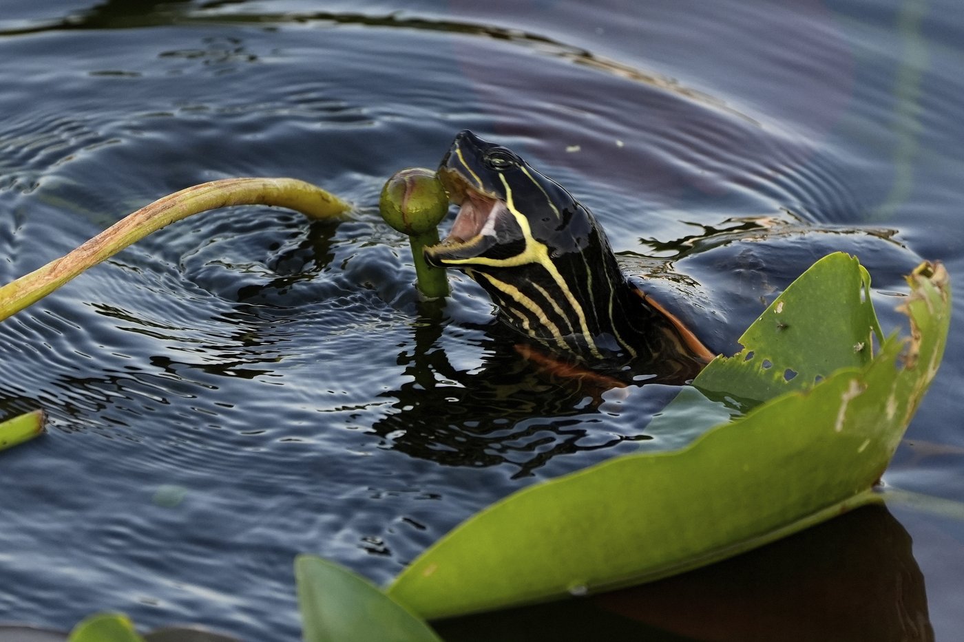 In Florida, a race is on to save the Everglades and protect a key source of drinking water | iNFOnews.ca In Florida, a race is on to save the Everglades and protect a key source of drinking water | iNFOnews.ca