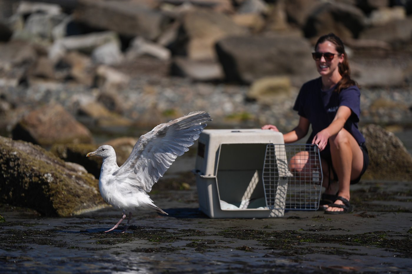 Gull pierced by a barbecue skewer is released in B.C. after wildlife centre's care | iNFOnews.ca