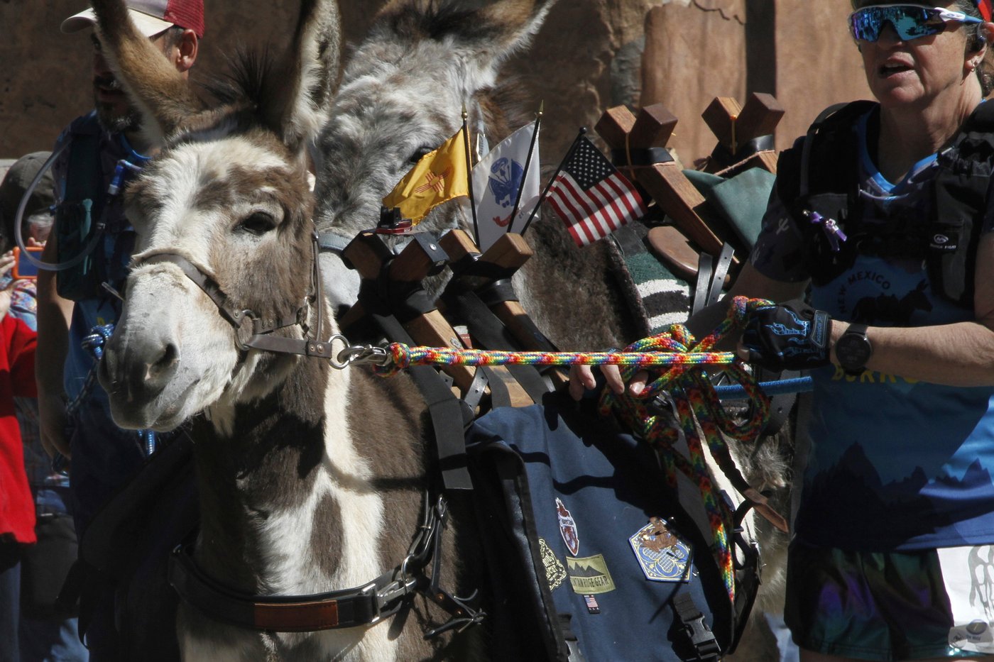 Burro racing wins over runners in backcountry ode to mining history | iNFOnews.ca