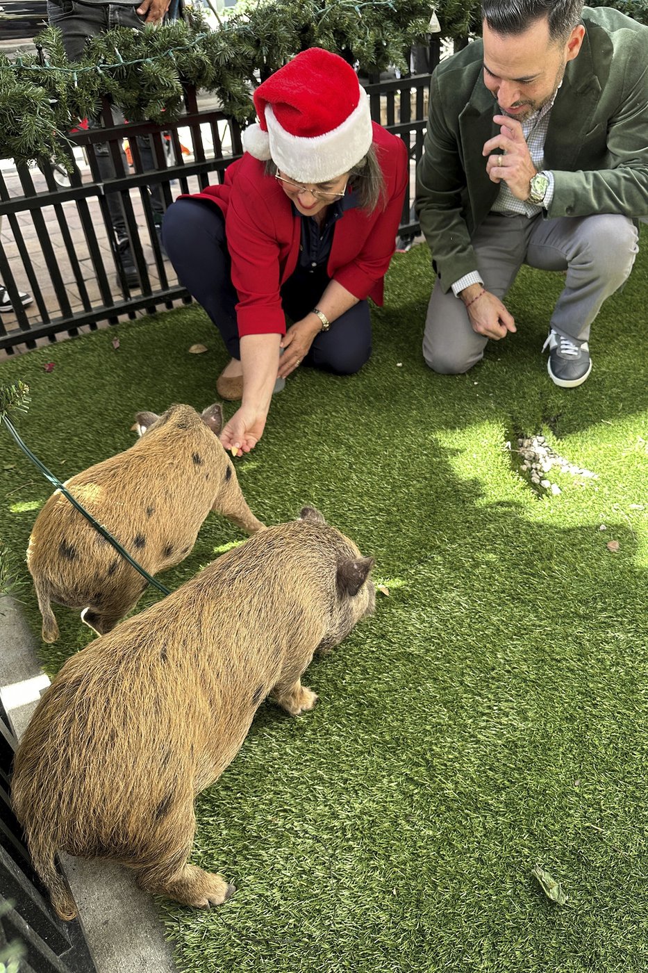Baby pigs get Christmas pardon from Florida mayor in a Cuban twist on White House turkey tradition | iNFOnews.ca Baby pigs get Christmas pardon from Florida mayor in a Cuban twist on White House turkey tradition | iNFOnews.ca