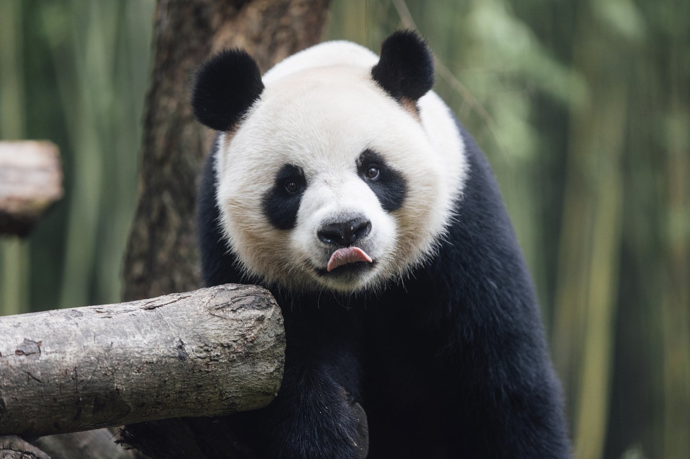 A new pair of giant pandas gifted by Beijing arrives in Hong Kong | iNFOnews.ca A new pair of giant pandas gifted by Beijing arrives in Hong Kong | iNFOnews.ca