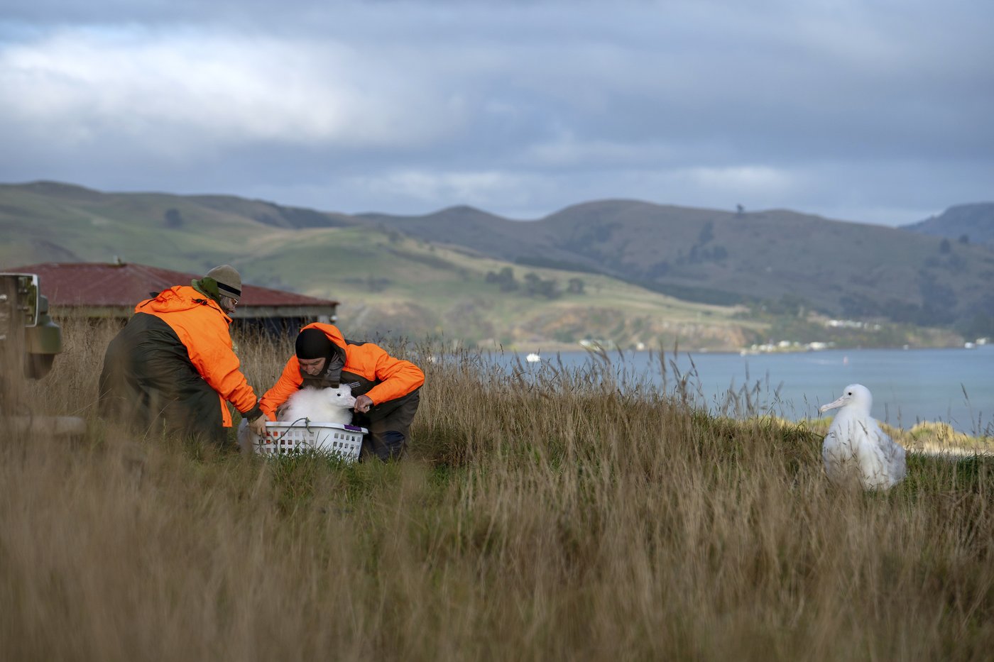 An albatross couple shares egg duty in this captivating low-drama reality show | iNFOnews.ca An albatross couple shares egg duty in this captivating low-drama reality show | iNFOnews.ca