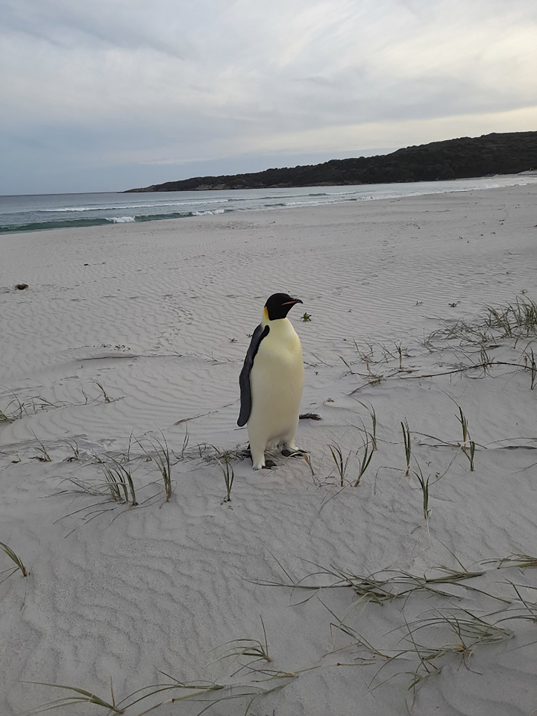 First emperor penguin known to reach Australia found on tourist beach | iNFOnews.ca
