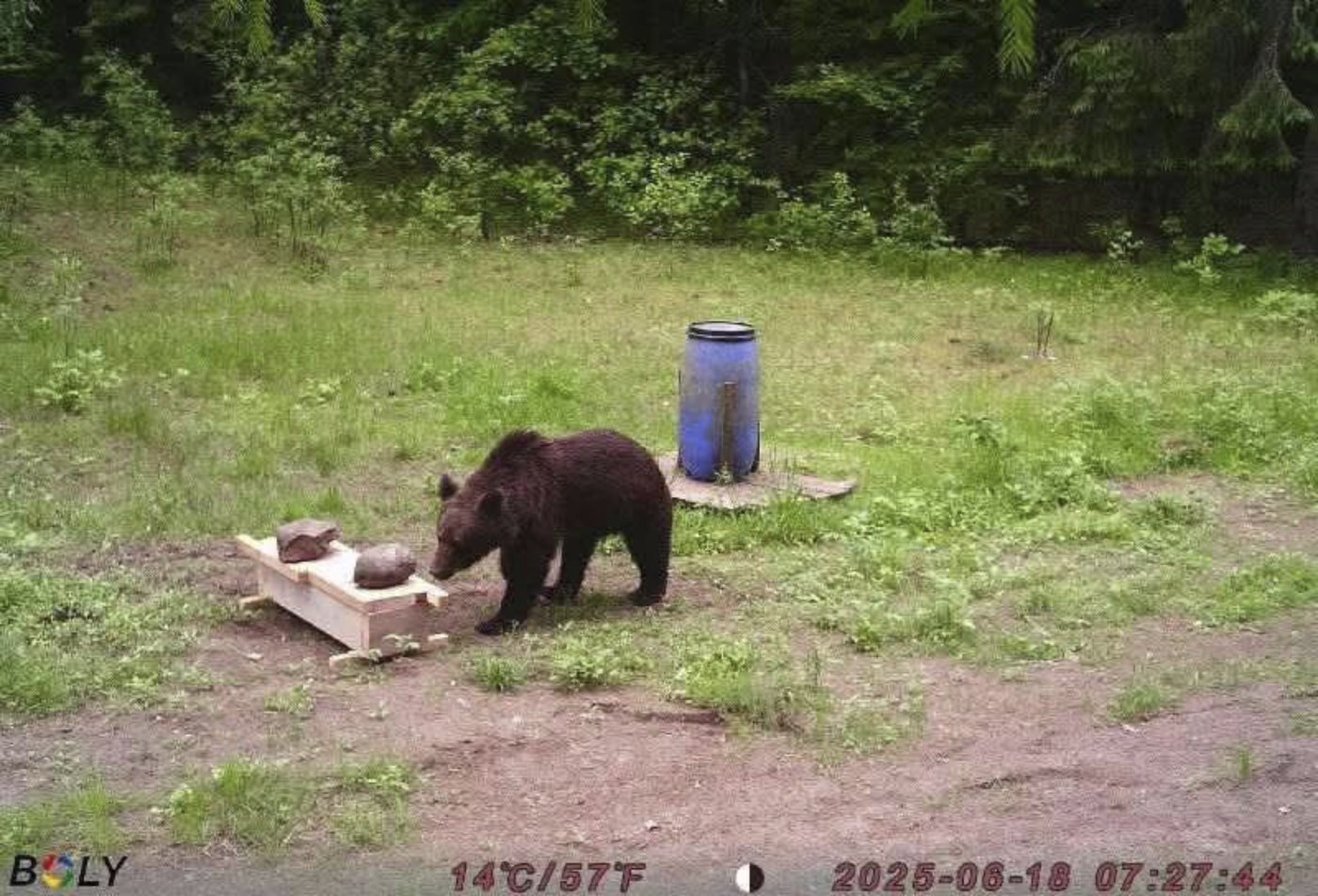 A wild bear enters Lithuania's capital. Hunters refuse a government request to shoot the animal | iNFOnews.ca A wild bear enters Lithuania's capital. Hunters refuse a government request to shoot the animal | iNFOnews.ca