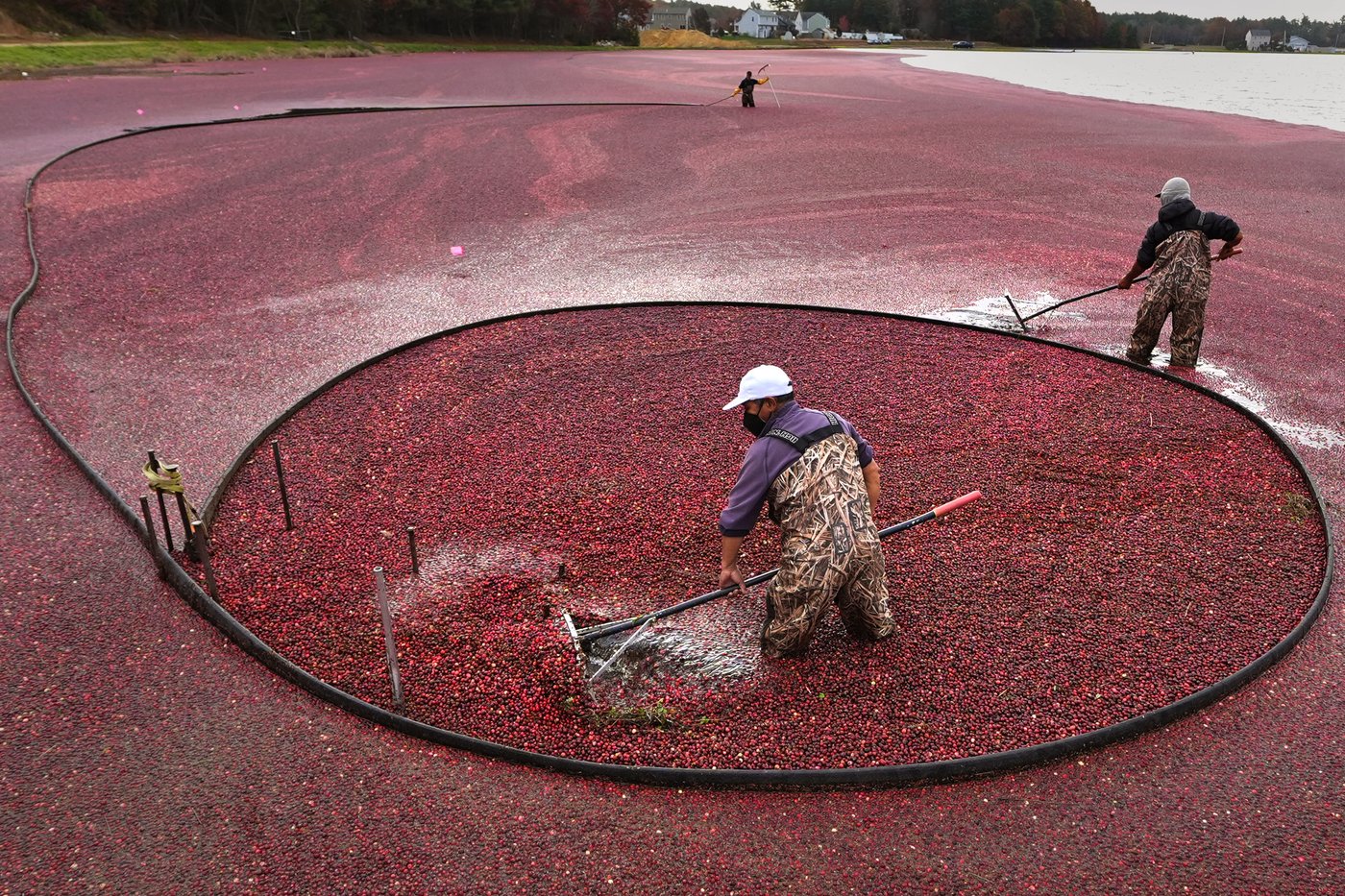 Some of those Ocean Spray cranberries come from a bog in Massachusetts | iNFOnews.ca Some of those Ocean Spray cranberries come from a bog in Massachusetts | iNFOnews.ca