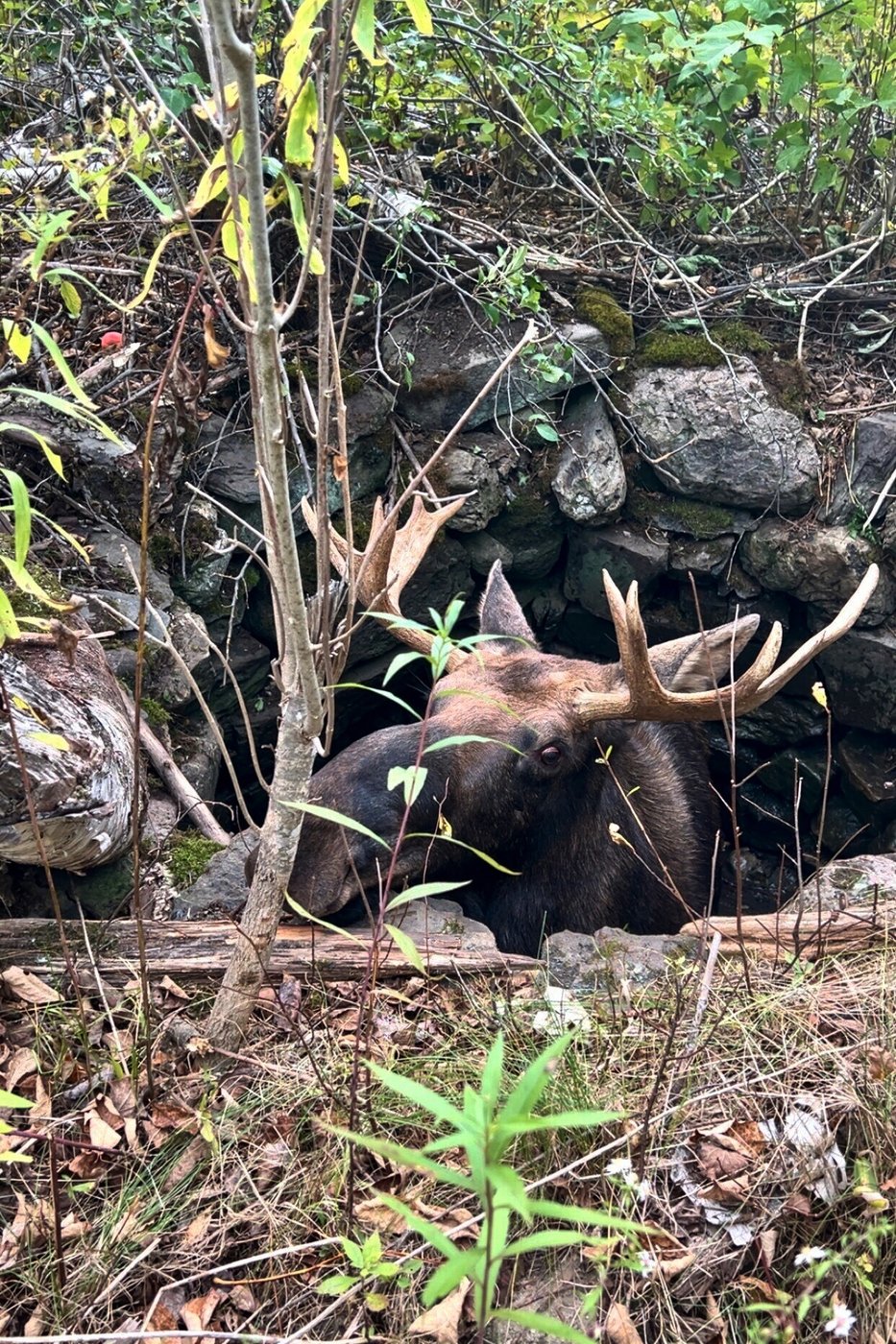 Maine wardens rescue moose trapped for hours in abandoned well | iNFOnews.ca Maine wardens rescue moose trapped for hours in abandoned well | iNFOnews.ca