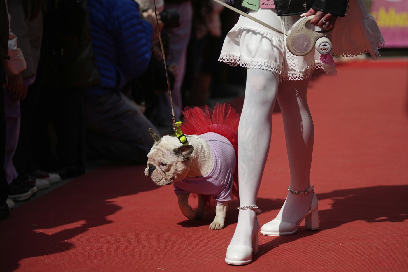 PHOTO COLLECTION: Russia French Bulldogs Parade | iNFOnews.ca