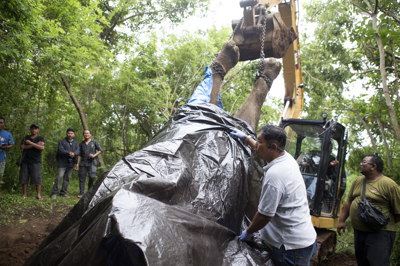 A zoo elephant dies in Indonesia after being swept away in a river | iNFOnews.ca