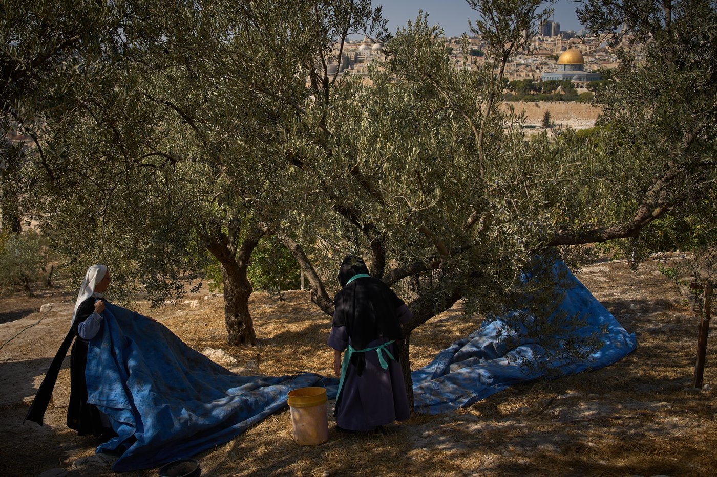 On Mount of Olives where Jesus prayed, monks and nuns keep harvesting olives | iNFOnews.ca