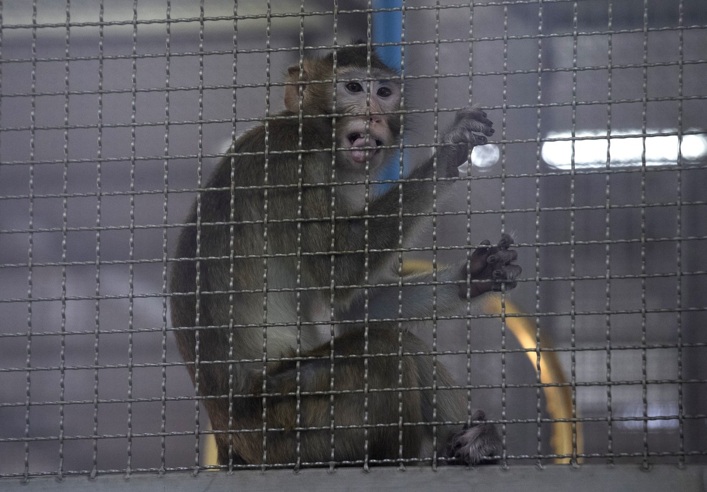 Ottawa urged to halt imports of endangered monkeys for drug testing, amid U.S. probe | iNFOnews.ca Ottawa urged to halt imports of endangered monkeys for drug testing, amid U.S. probe | iNFOnews.ca