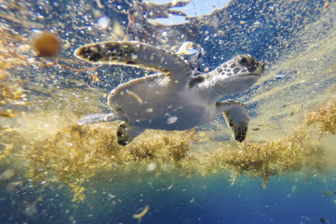 Scientists solve the mystery of sea turtles' 'lost years' | iNFOnews.ca