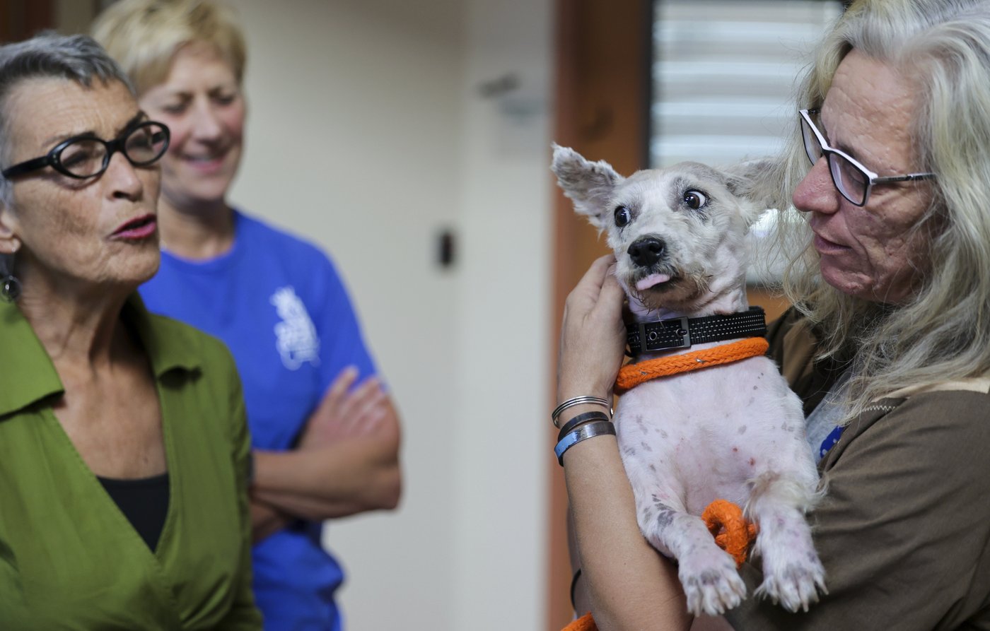 A mutt known as 'Houdini' for his ability to elude capture is finally off the streets | iNFOnews.ca A mutt known as 'Houdini' for his ability to elude capture is finally off the streets | iNFOnews.ca