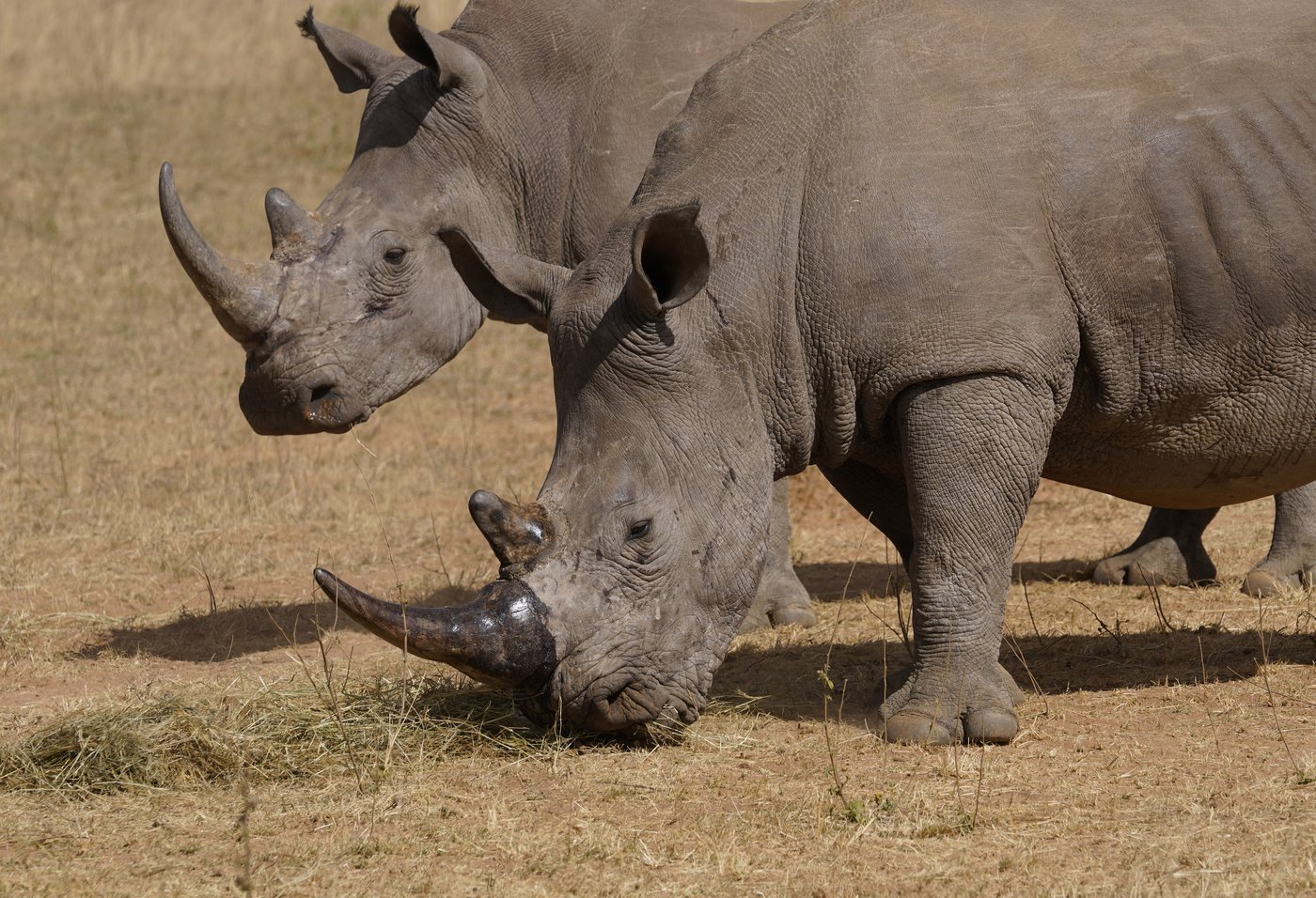 Poachers have killed over 100 rhinos in South Africa this year. Most were in national parks | iNFOnews.ca