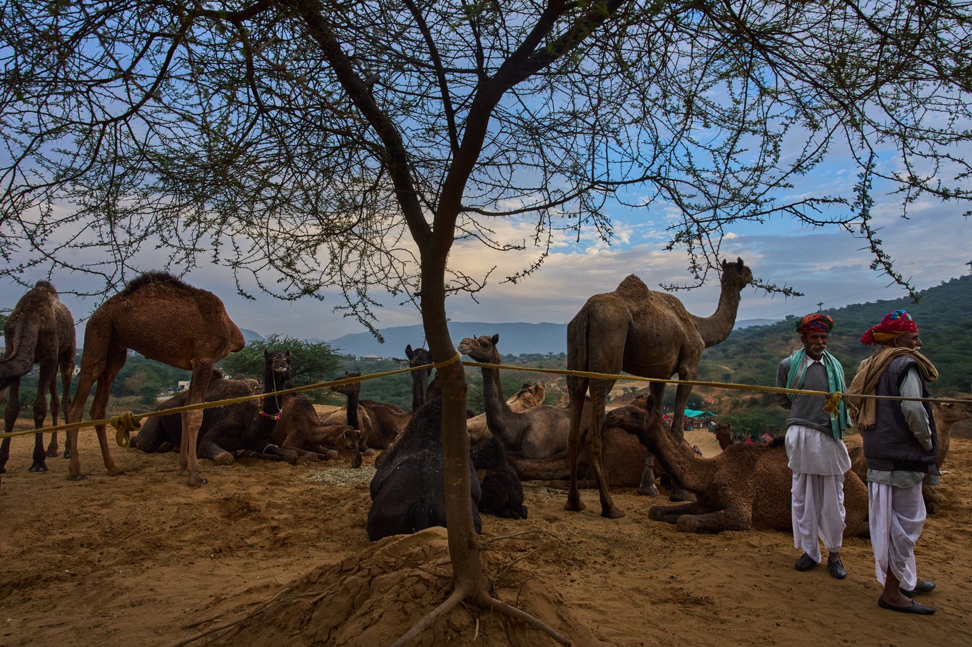 A camel fair in India's desert town of Pushkar draws traders and tourists, in photos | iNFOnews.ca