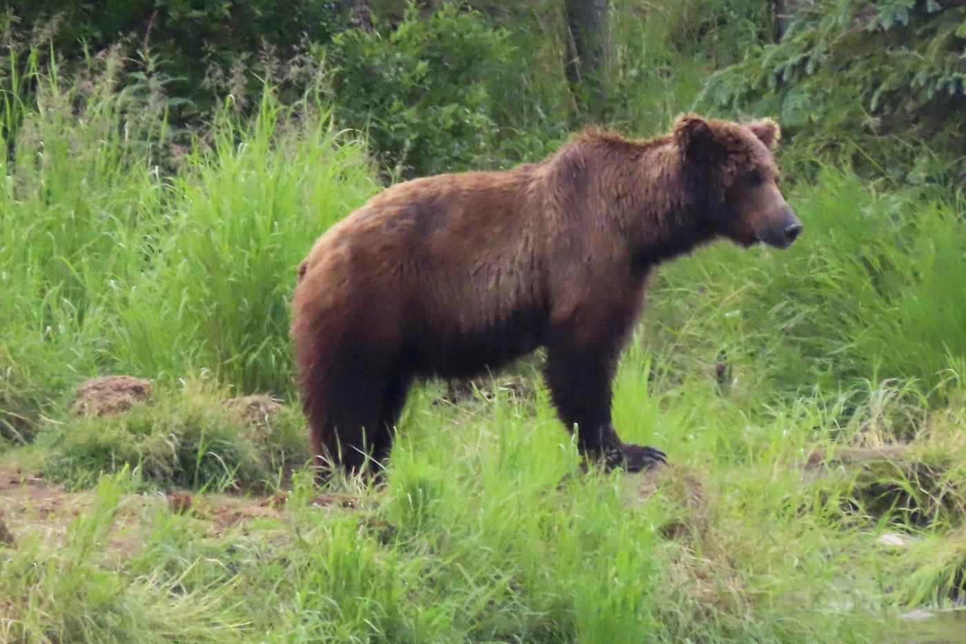 Online voting in Alaska's Fat Bear Week contest starts after an attack killed 1 contestant | iNFOnews.ca Online voting in Alaska's Fat Bear Week contest starts after an attack killed 1 contestant | iNFOnews.ca