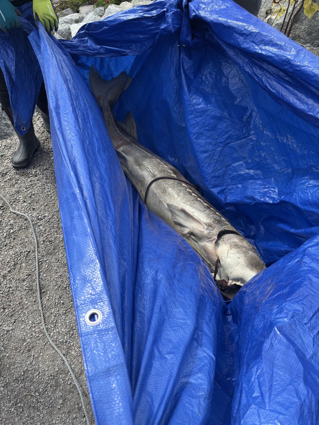 B.C. First Nation investigates sturgeon deaths, with plan to track drifting carcasses | iNFOnews.ca B.C. First Nation investigates sturgeon deaths, with plan to track drifting carcasses | iNFOnews.ca