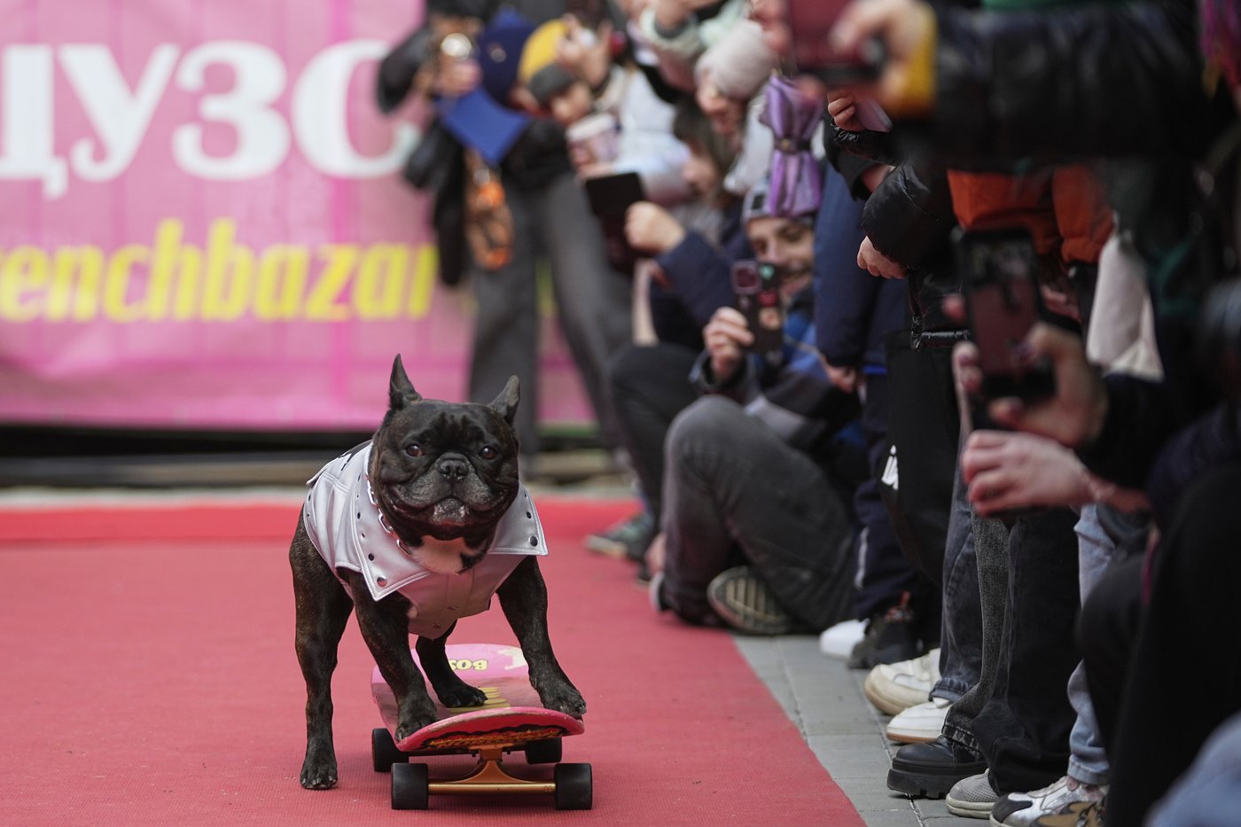 PHOTO COLLECTION: Russia French Bulldogs Parade | iNFOnews.ca PHOTO COLLECTION: Russia French Bulldogs Parade | iNFOnews.ca