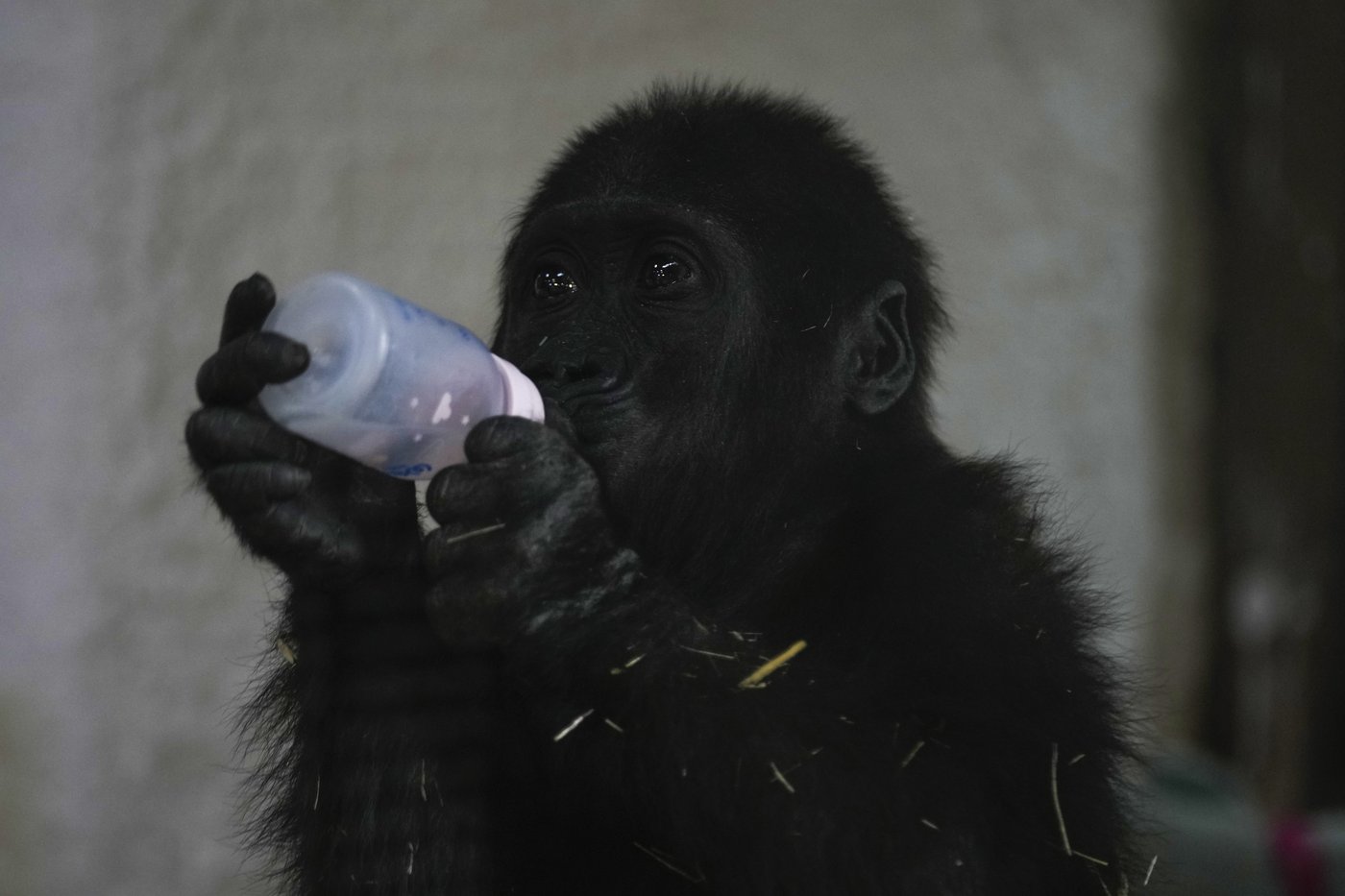 A young gorilla rescued from aircraft hold recovers at Istanbul zoo | iNFOnews.ca