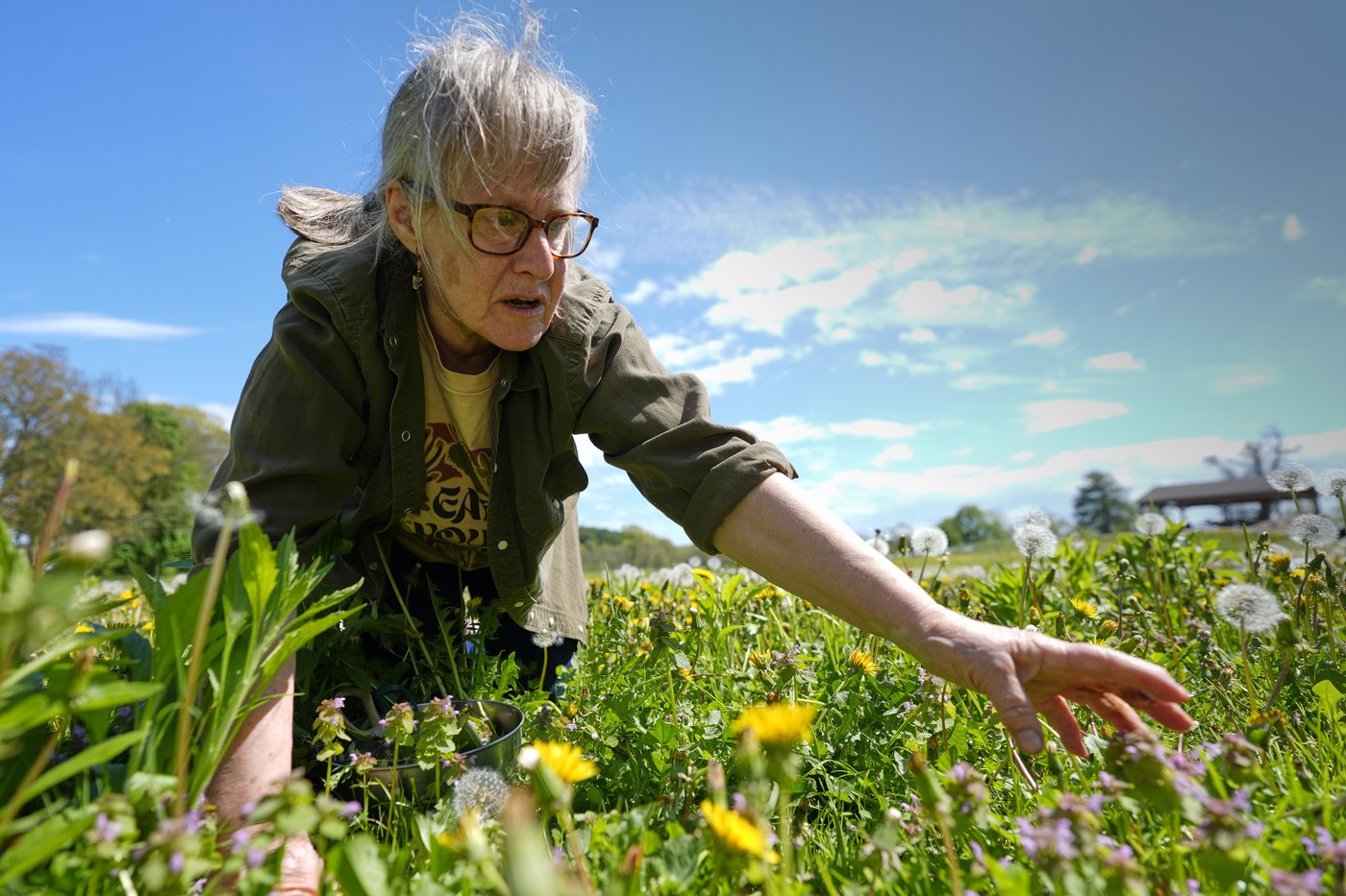 Foraging revival: How wild food enthusiasts are reconnecting with nature | iNFOnews.ca