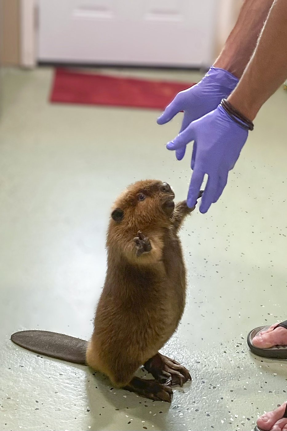 Nibi the beaver's fate lands in court as rescuers try to stop her release into the wild | iNFOnews.ca