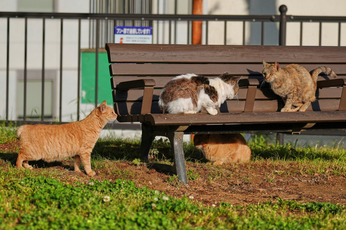 Cats with hooked and bent tails fill Nagasaki, Japan, where they are thought to bring good luck | iNFOnews.ca Cats with hooked and bent tails fill Nagasaki, Japan, where they are thought to bring good luck | iNFOnews.ca