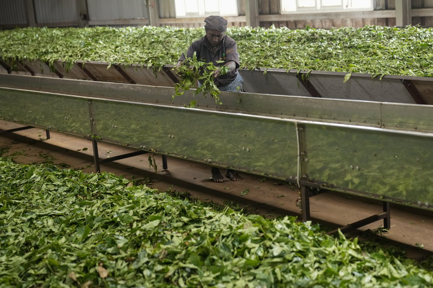 In southern India's tea country, small but mighty efforts are brewing to bring back native forests | iNFOnews.ca