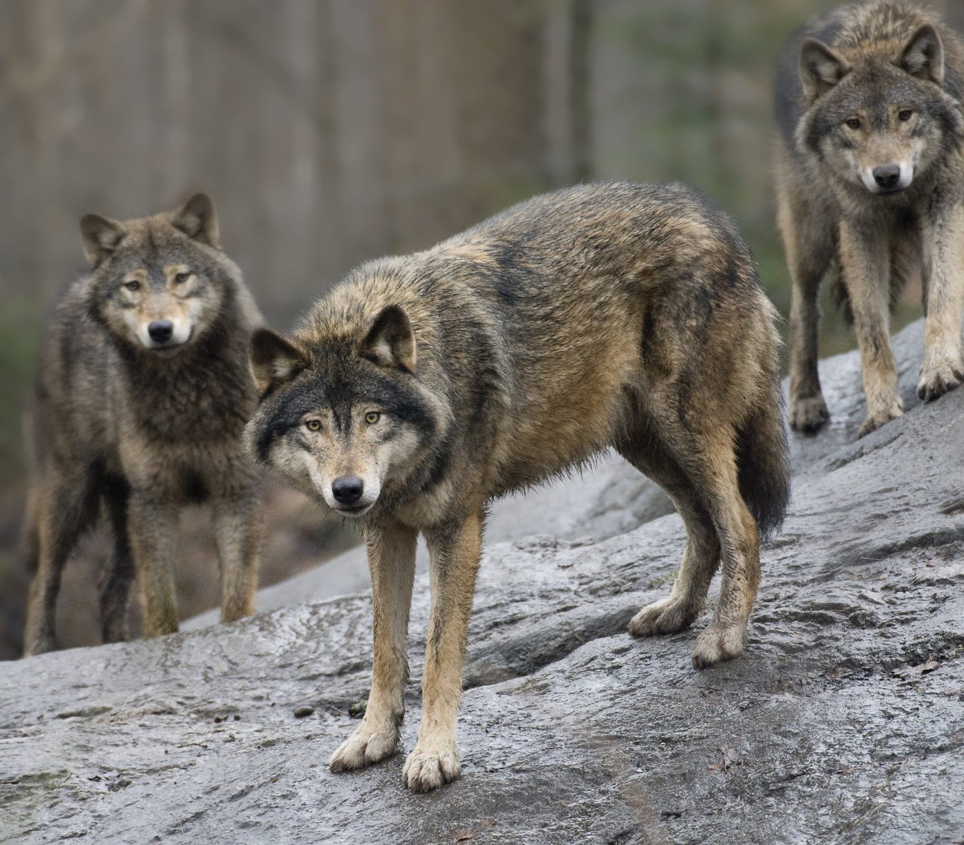 The EU moves to loosen protections for wolves as their population grows | iNFOnews.ca The EU moves to loosen protections for wolves as their population grows | iNFOnews.ca