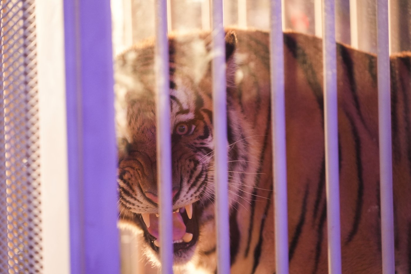Caged tiger wheeled into LSU's Tiger Stadium for the first time since 2015 at governor's behest | iNFOnews.ca Caged tiger wheeled into LSU's Tiger Stadium for the first time since 2015 at governor's behest | iNFOnews.ca