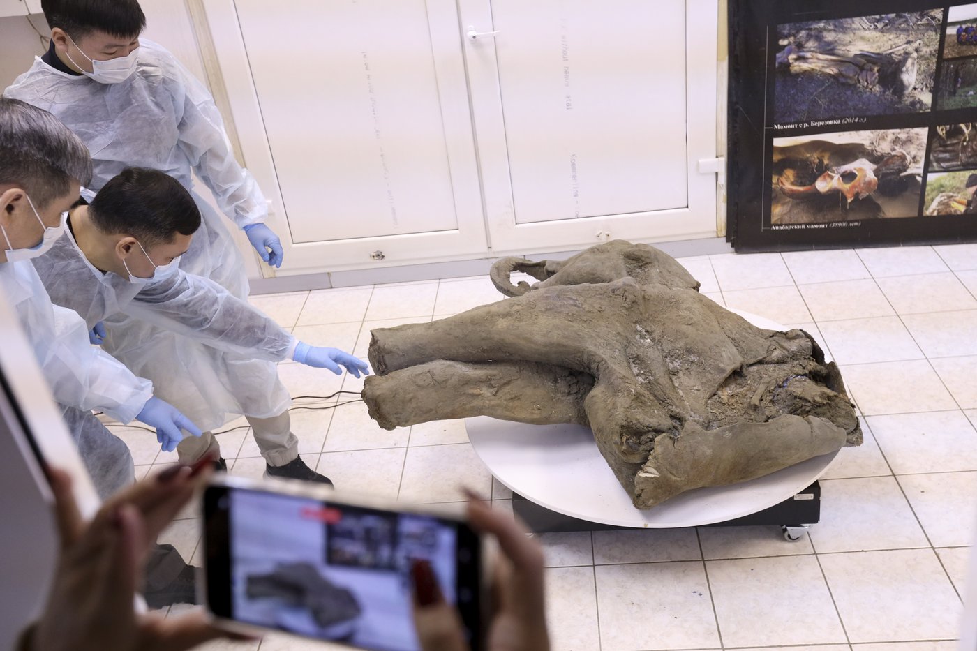 Baby mammoth preserved for 50,000 years is unveiled in Russia's Siberia | iNFOnews.ca Baby mammoth preserved for 50,000 years is unveiled in Russia's Siberia | iNFOnews.ca