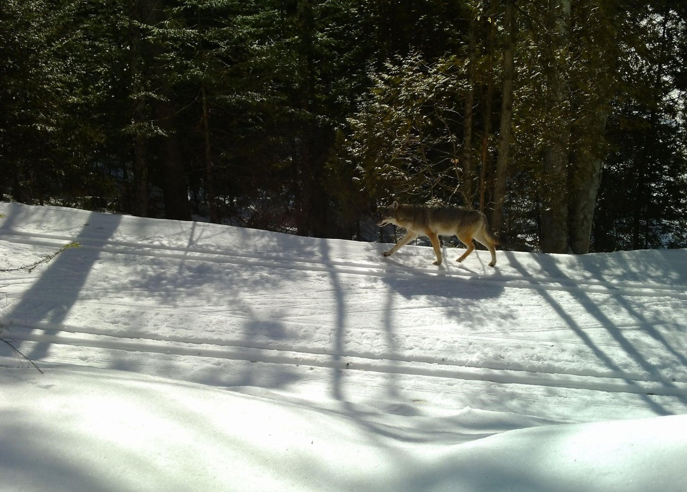 Conservationists eager to see plan to save rare eastern wolf found in Quebec, Ontario | iNFOnews.ca Conservationists eager to see plan to save rare eastern wolf found in Quebec, Ontario | iNFOnews.ca