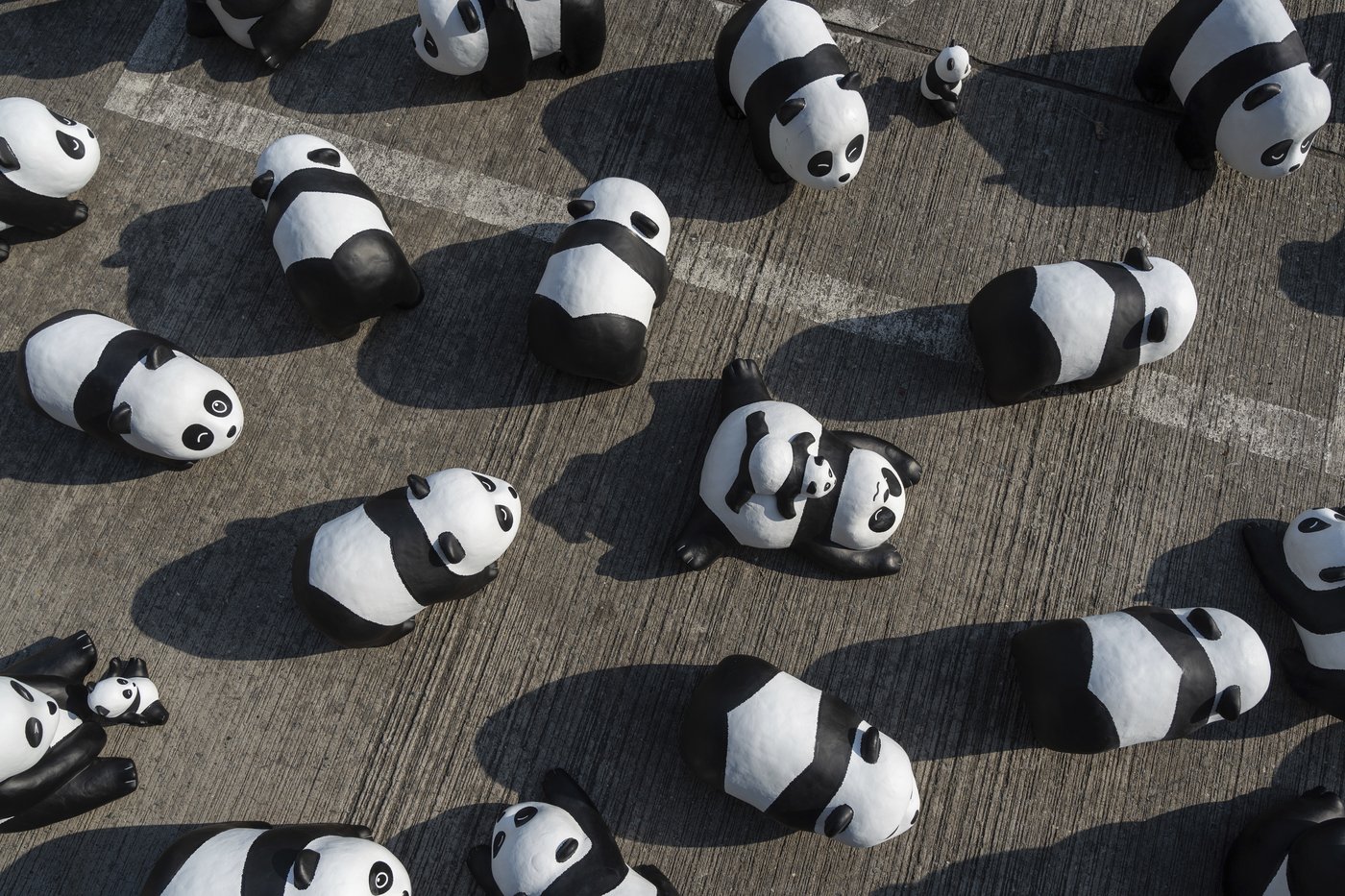 Hong Kong launches panda sculpture tour as the city hopes the bear craze boosts tourism | iNFOnews.ca