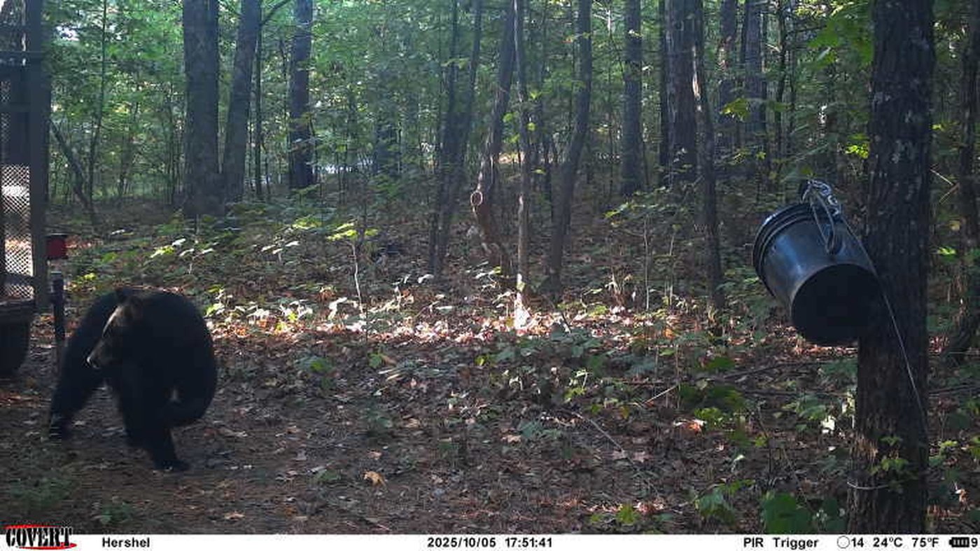 Authorities shoot and kill black bear believed to have fatally mauled man in Arkansas | iNFOnews.ca