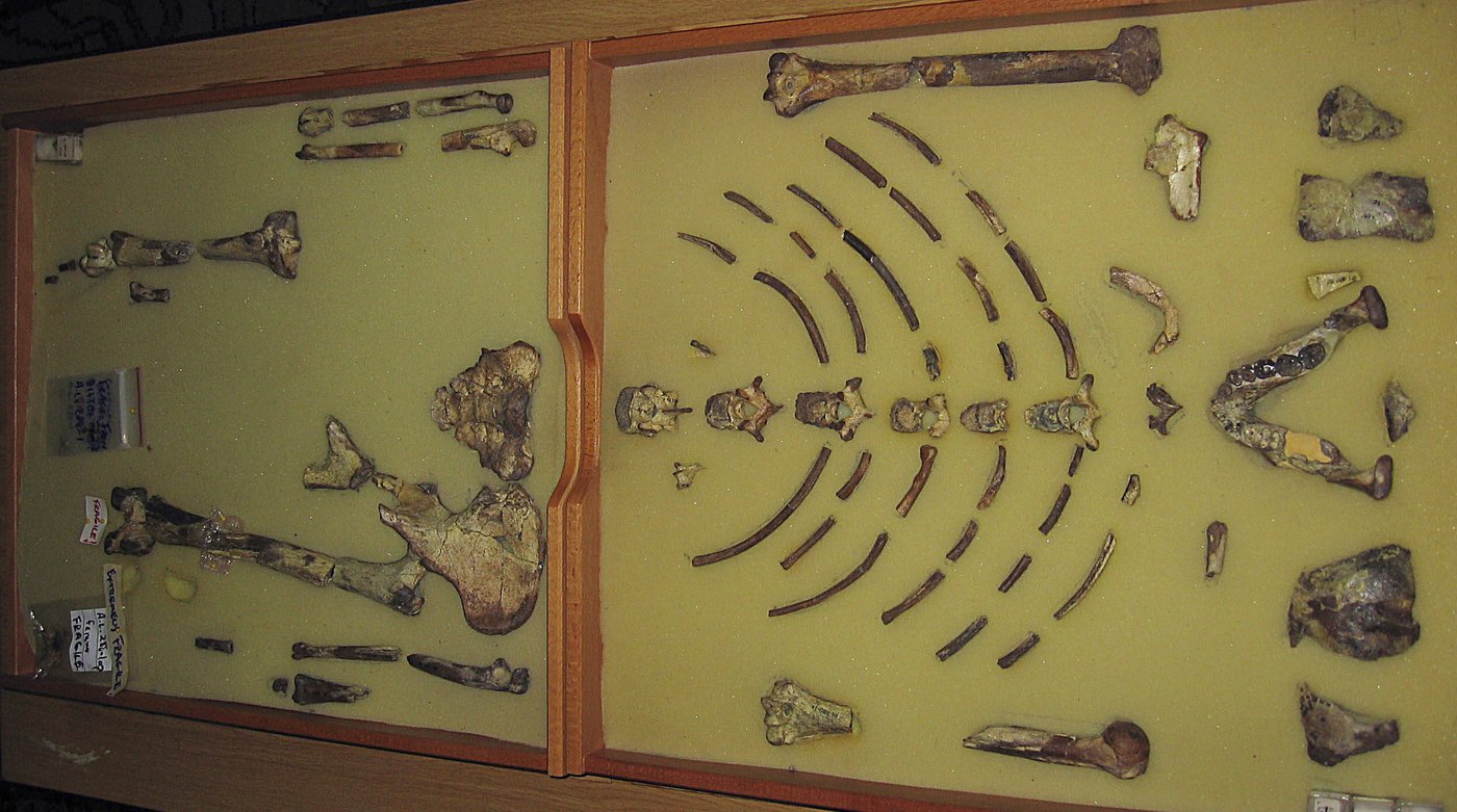 Ethiopian fossil Lucy leaves for her first exhibition in Europe | iNFOnews.ca