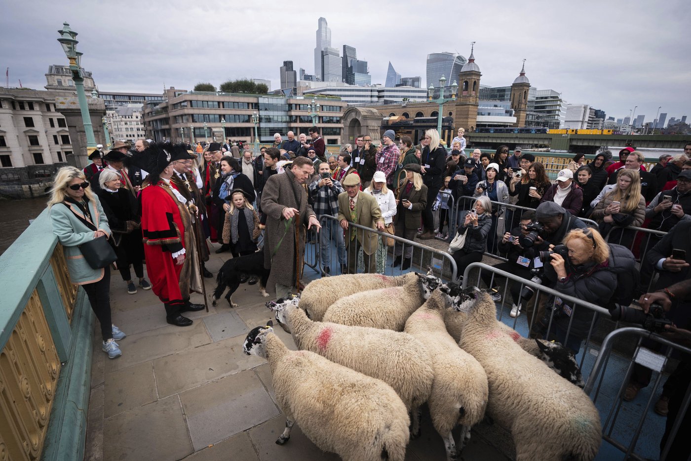Damian Lewis herds sheep over a London bridge in homage to a medieval tradition | iNFOnews.ca Damian Lewis herds sheep over a London bridge in homage to a medieval tradition | iNFOnews.ca
