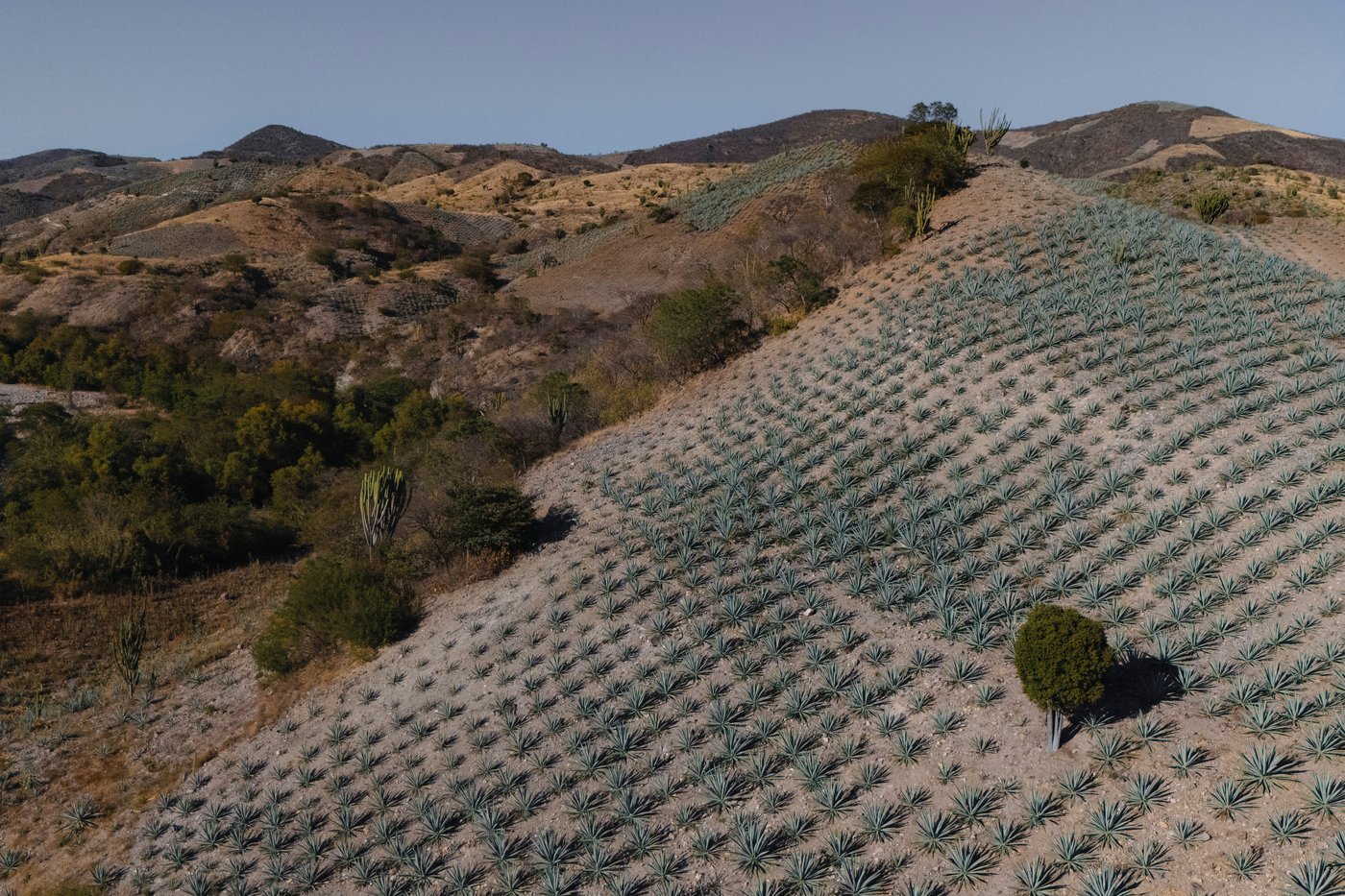 Mezcal's popularity is booming in the US. That comes with a growing environmental cost in Mexico | iNwine Mezcal's popularity is booming in the US. That comes with a growing environmental cost in Mexico | iNwine