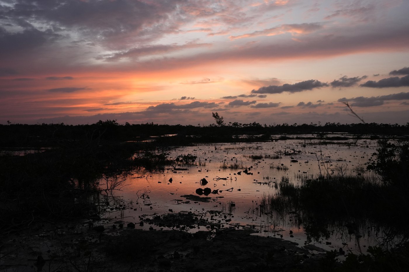 Florida’s iconic Key deer face an uncertain future as seas rise | iNFOnews.ca