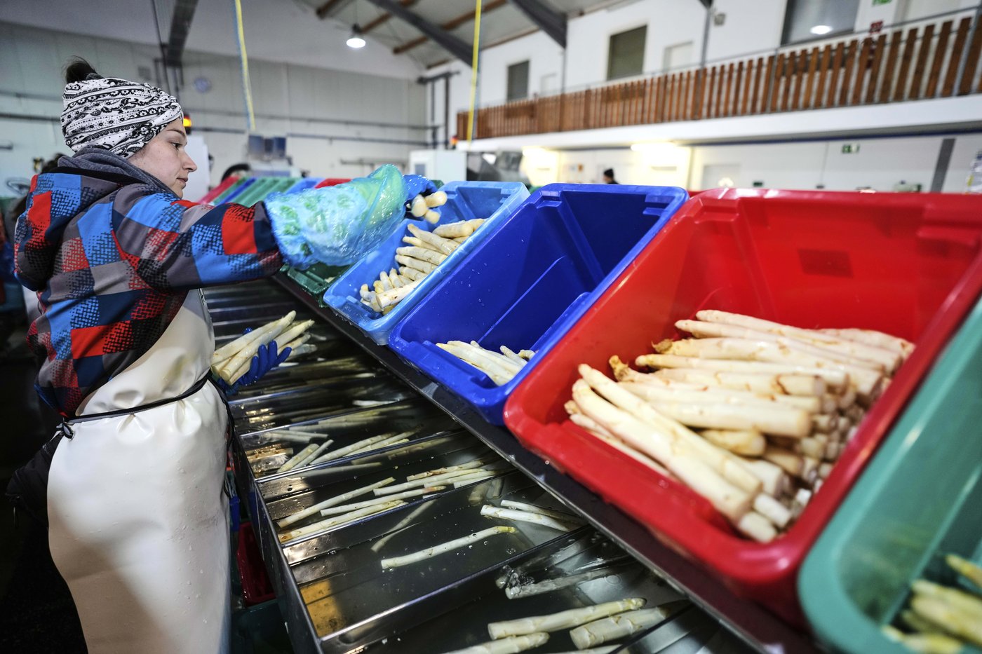 It’s springtime in Germany and people are obsessing about white asparagus | iNFOnews.ca It’s springtime in Germany and people are obsessing about white asparagus | iNFOnews.ca