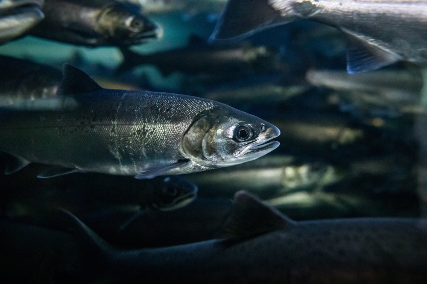 B.C. First Nation to develop salmon hatchery with Fisheries Department | iNFOnews.ca