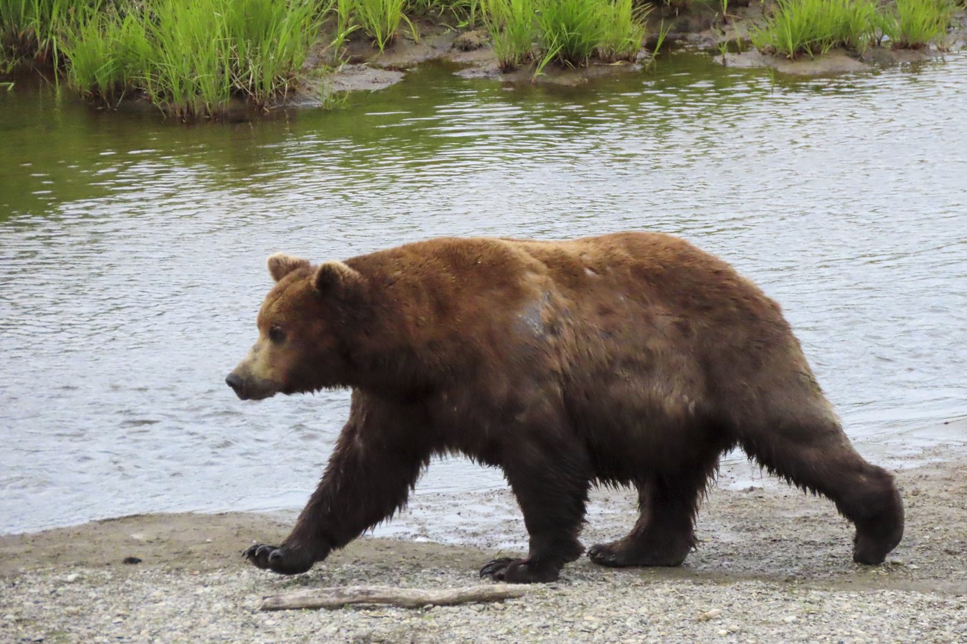 Online voting in Alaska's Fat Bear Week contest starts after an attack killed 1 contestant | iNFOnews.ca Online voting in Alaska's Fat Bear Week contest starts after an attack killed 1 contestant | iNFOnews.ca