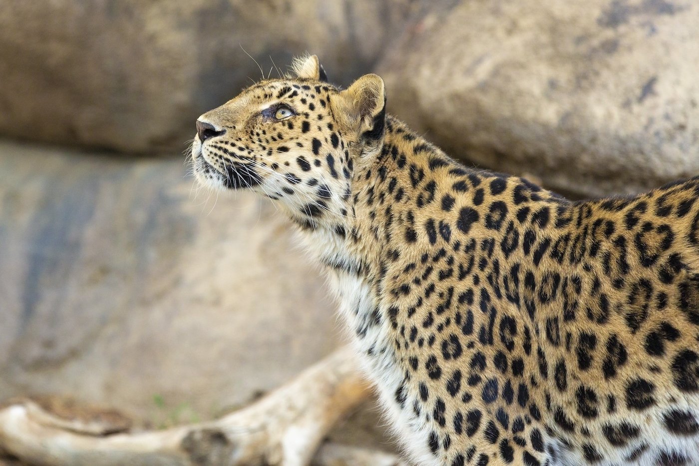 Critically endangered leopard dies at age 21 in California zoo | iNFOnews.ca Critically endangered leopard dies at age 21 in California zoo | iNFOnews.ca