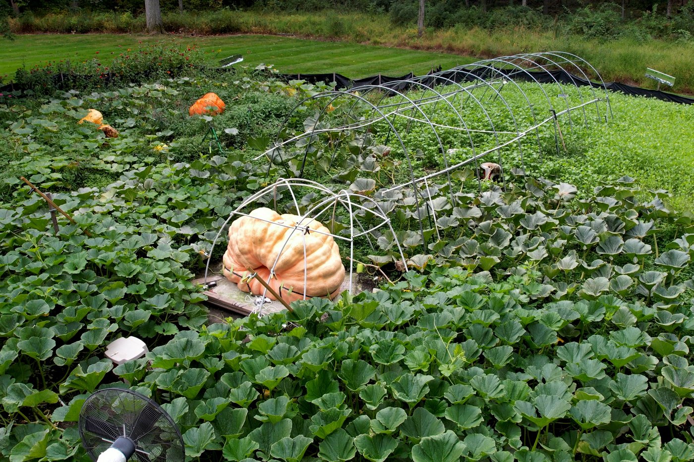 How to grow a giant pumpkin, with help from science | iNFOnews.ca How to grow a giant pumpkin, with help from science | iNFOnews.ca