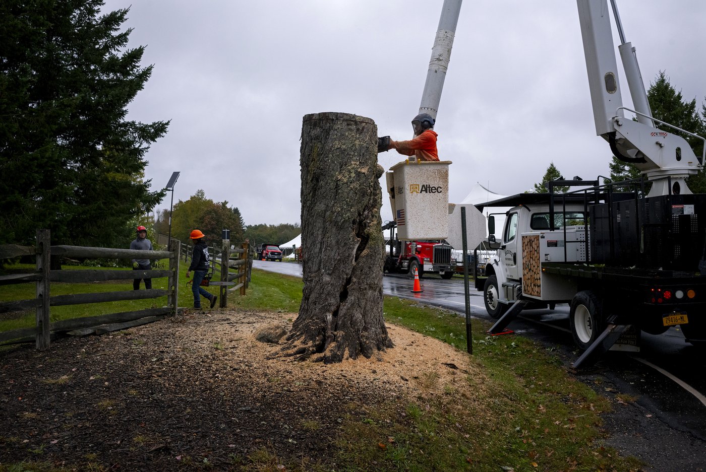 Aging and ailing, 'Message Tree' at Woodstock concert site is reluctantly cut down | iNFOnews.ca