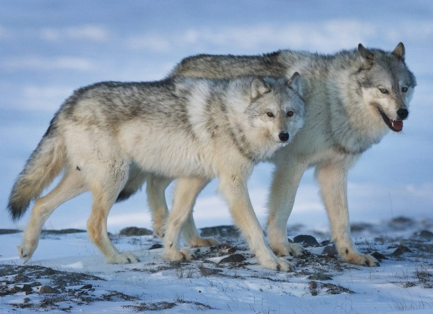 Conservationists eager to see plan to save rare eastern wolf found in Quebec, Ontario | iNFOnews.ca Conservationists eager to see plan to save rare eastern wolf found in Quebec, Ontario | iNFOnews.ca