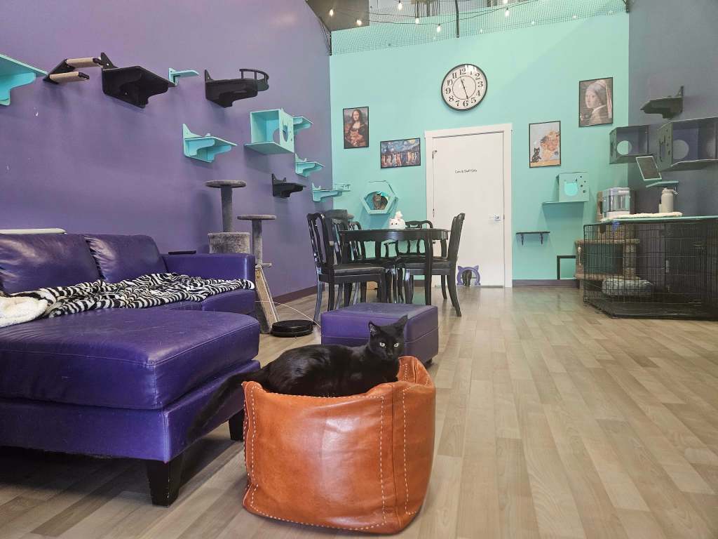 Forgotten felines get second chance at Kamloops' first cat cafe | iNwine Forgotten felines get second chance at Kamloops' first cat cafe | iNwine