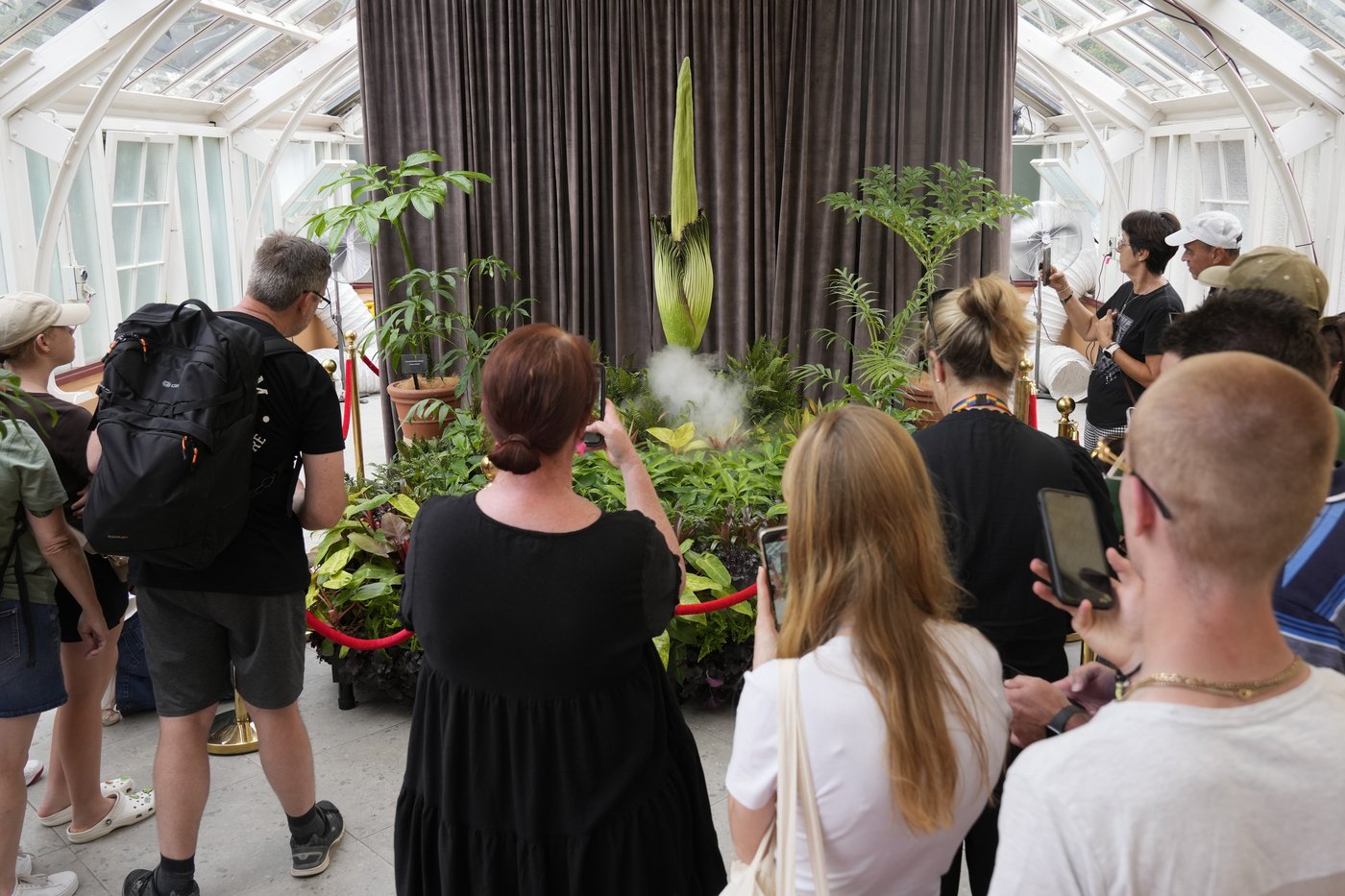 Australia holds its nose for the 3rd rancid bloom of a rare corpse plant in 3 months | iNFOnews.ca Australia holds its nose for the 3rd rancid bloom of a rare corpse plant in 3 months | iNFOnews.ca