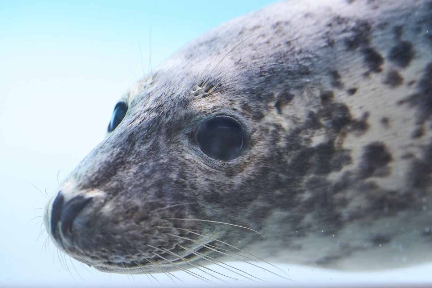 Injured seals get care and sanctuary at a new center in the Netherlands | iNFOnews.ca Injured seals get care and sanctuary at a new center in the Netherlands | iNFOnews.ca