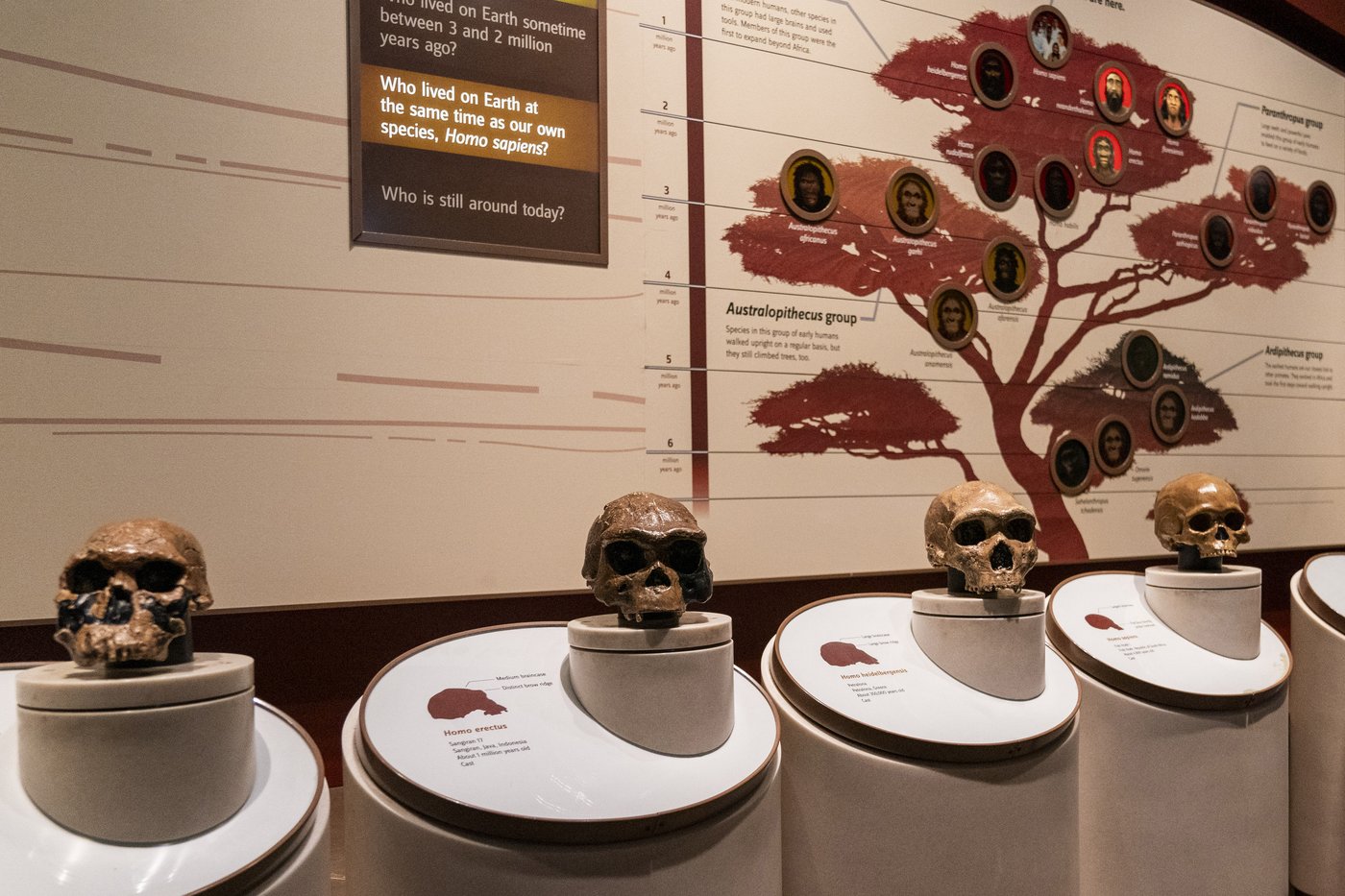 Researchers link a gene to the emergence of spoken language | iNFOnews.ca