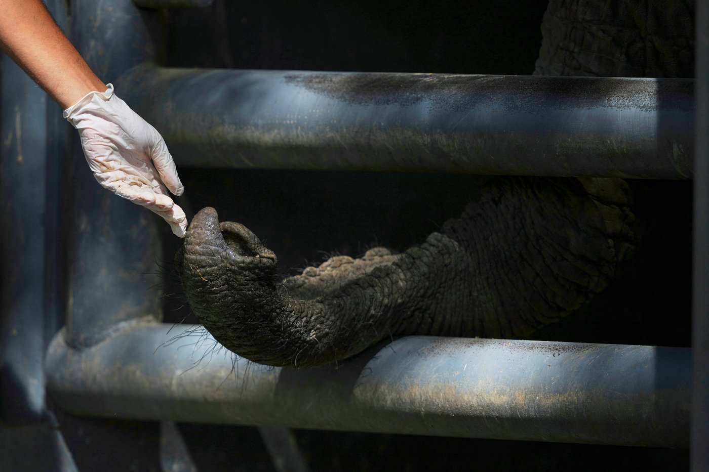 Pupy the elephant heads to a vast Brazilian sanctuary after 30 years in an Argentine zoo | iNFOnews.ca Pupy the elephant heads to a vast Brazilian sanctuary after 30 years in an Argentine zoo | iNFOnews.ca