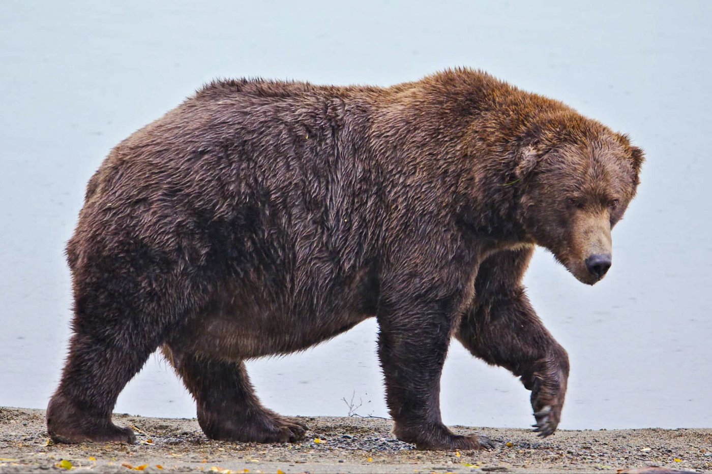 Online voting in Alaska's Fat Bear Week contest starts after an attack killed 1 contestant | iNFOnews.ca Online voting in Alaska's Fat Bear Week contest starts after an attack killed 1 contestant | iNFOnews.ca