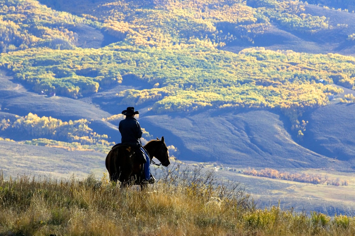 Trump administration plans to rescind rule blocking logging on national forest lands | iNFOnews.ca